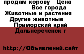 продам корову › Цена ­ 70 000 - Все города Животные и растения » Другие животные   . Приморский край,Дальнереченск г.